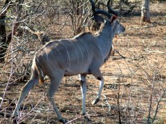 06-Greater Kudu